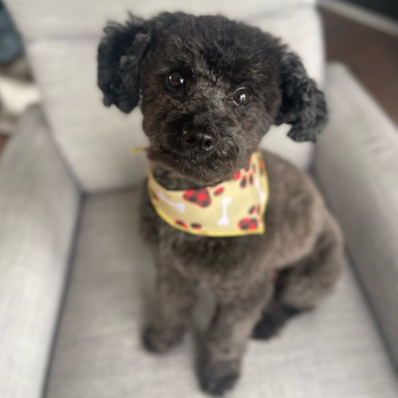 Meet your Posher, Tanya - Picture 2 of 2